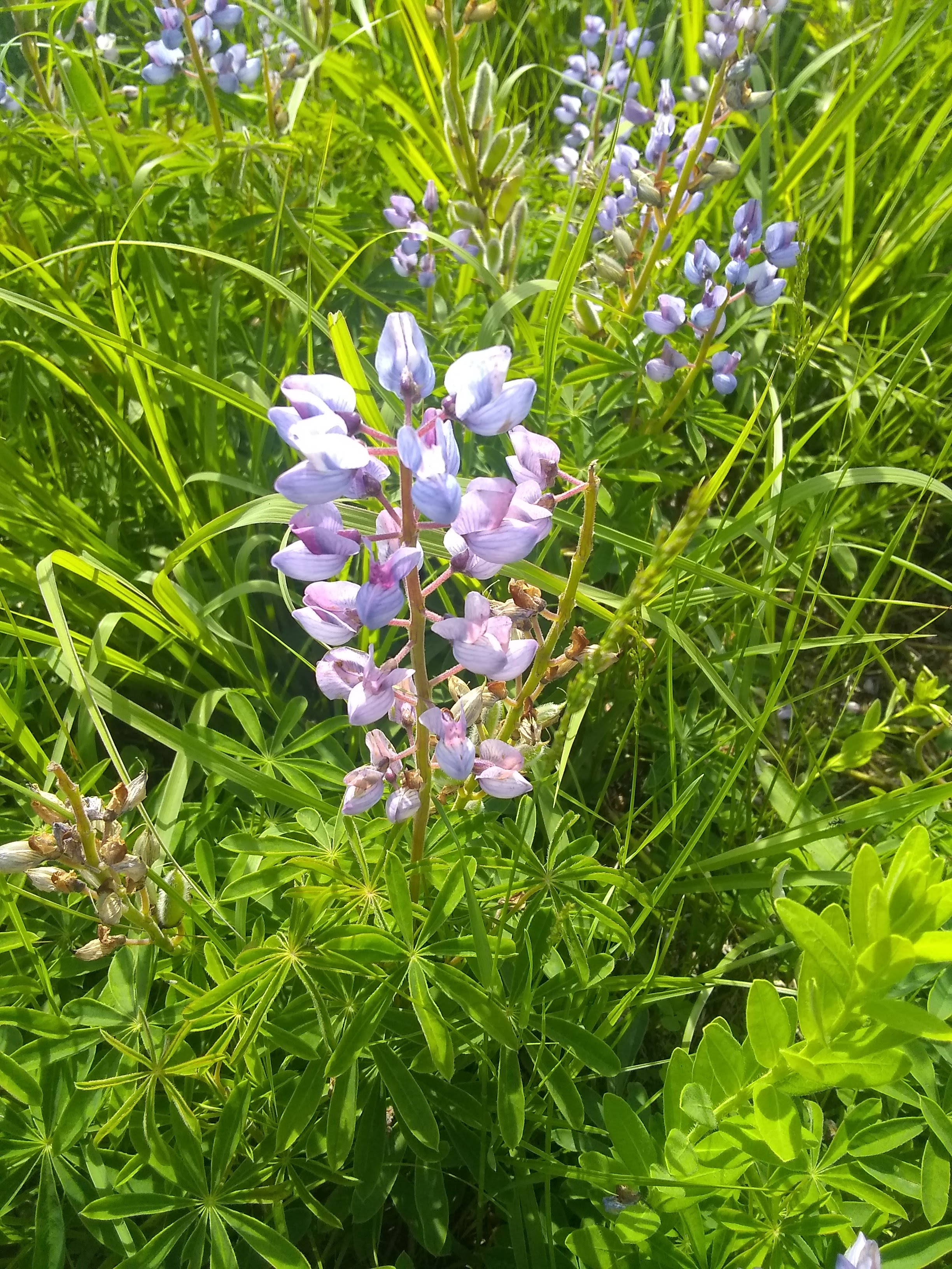 wildflowers on Dune hike (relaxation blog)
