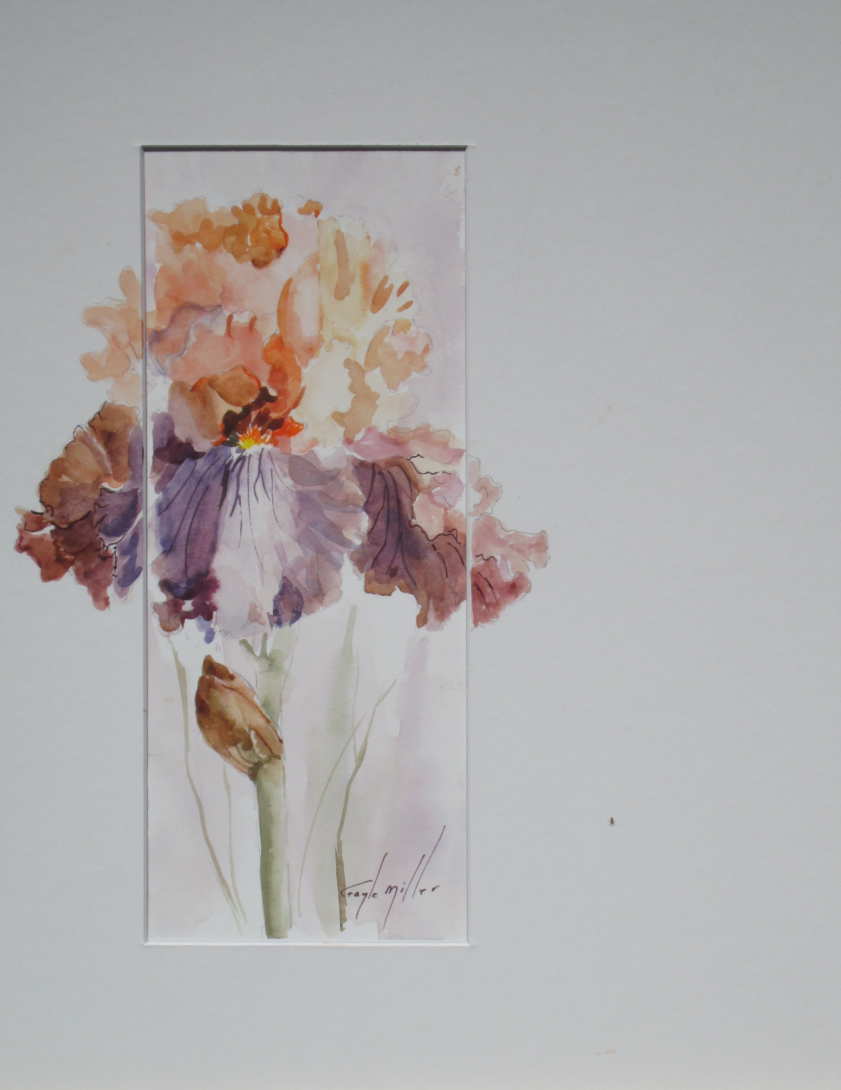Off Set Peach & Wine Iris, size 4x10 Framed size 11x14, Watercolor. $125.00