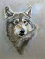 <a href="https://fineartamerica.com/featured/austins-wolf-laura-gabel.html" target="_blank" rel="noopener noreferrer">Purchase "Austin's Wolf" Here</a> © Laura Gabel, “Austin’s Wolf". Soft pastel, 18 x 24. Private collection.