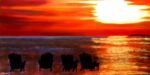<a href="https://fineartamerica.com/featured/hernando-beach-laura-gabel.html" target="_blank" rel="noopener noreferrer">Purchase "Hernando Beach" Here</a> habitat myth 3 © Laura Gabel, “Hernando Beach”. Oil, 24 x 48. Private collection.